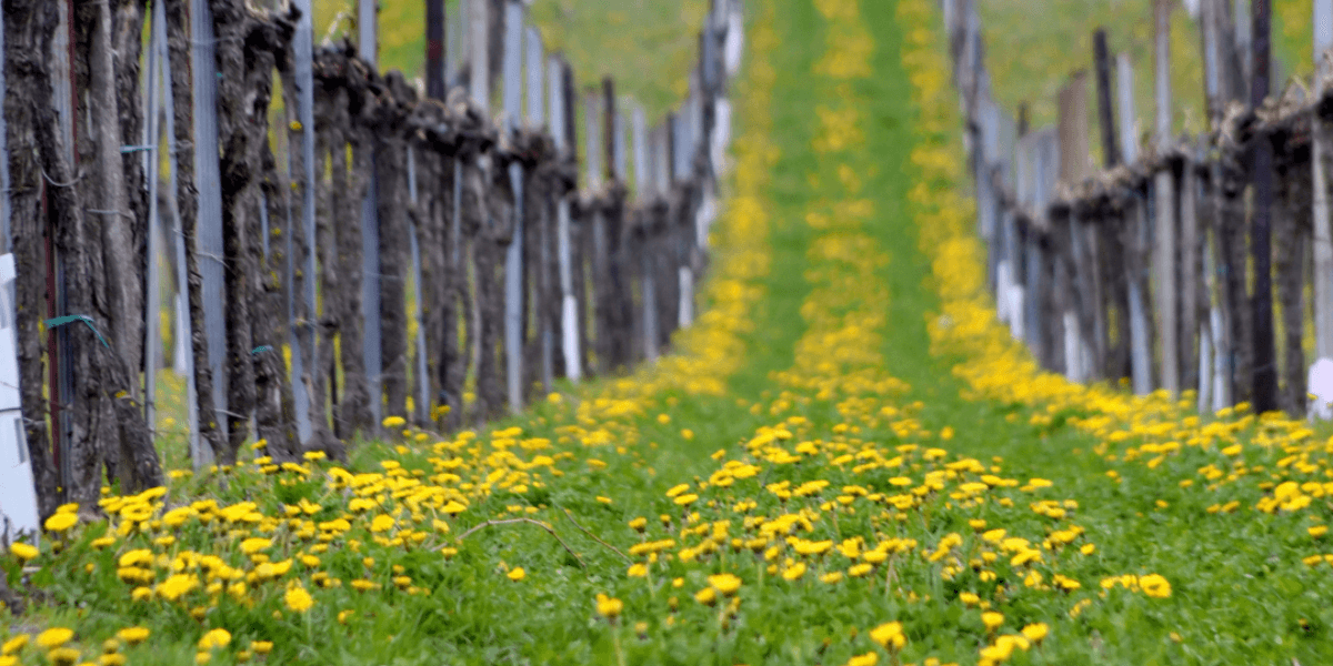 Winnica ekologiczna , wino ekologiczne Tovino